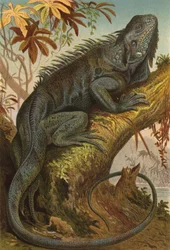 Iguana